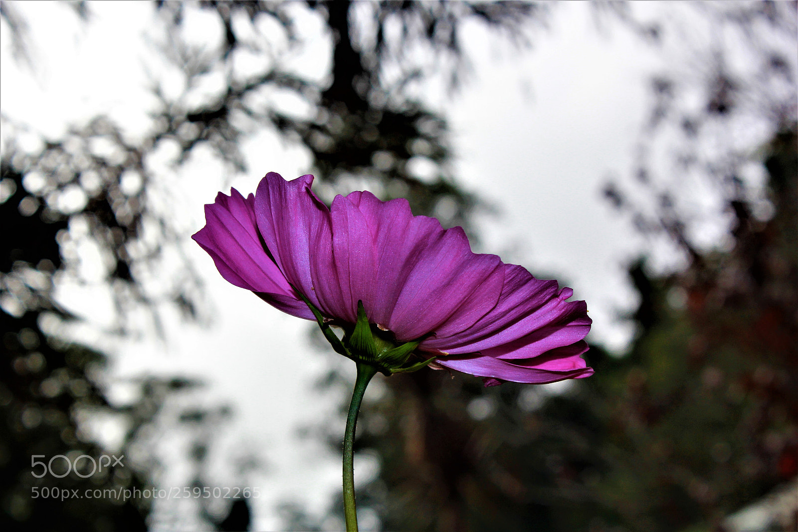 Canon EOS 60D sample photo. Img photography