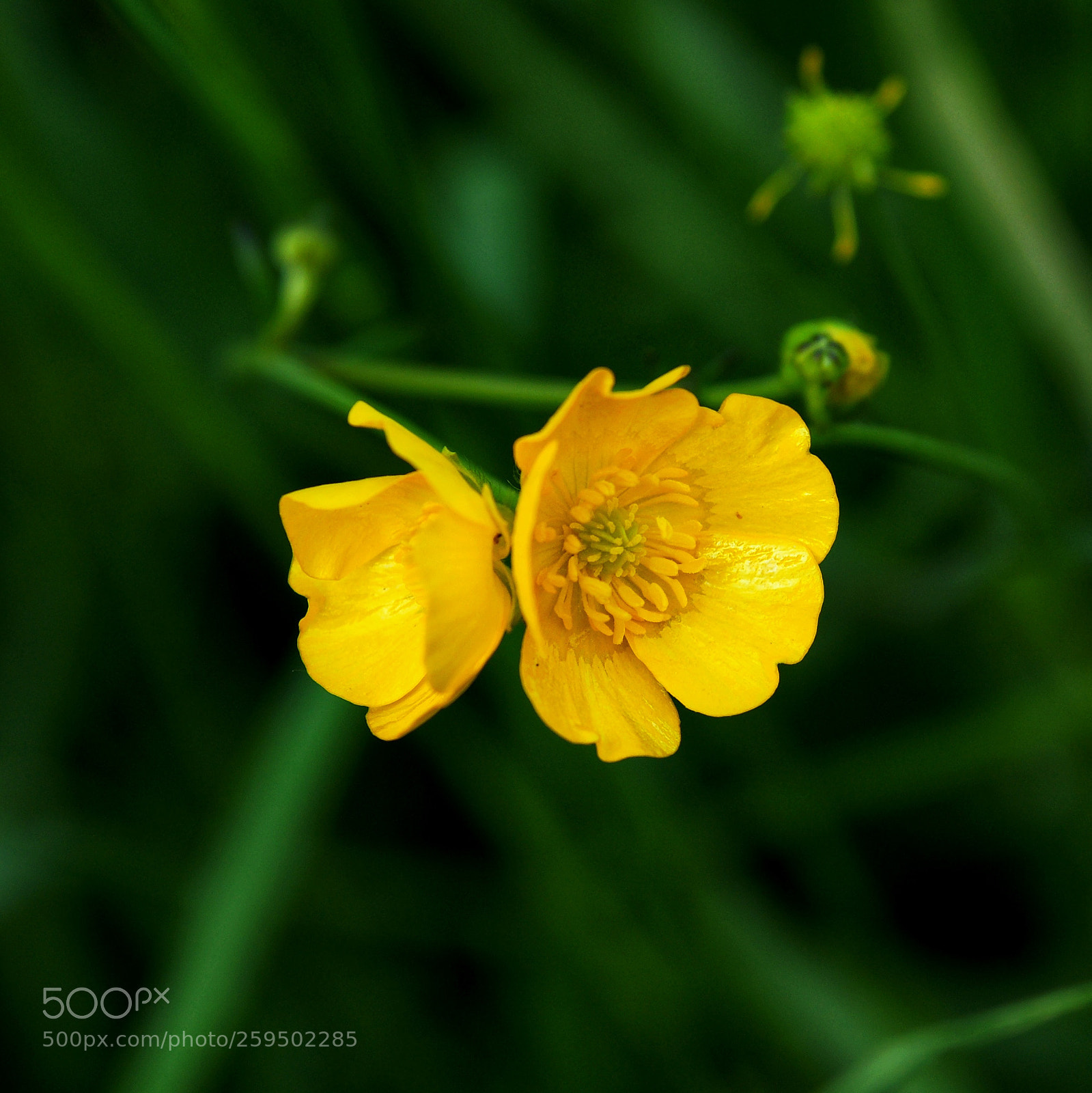 Sony Alpha DSLR-A700 sample photo. • buttercups • photography