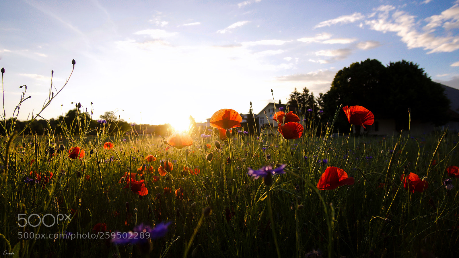 Sony a6500 sample photo. Mohnfeld am abend photography