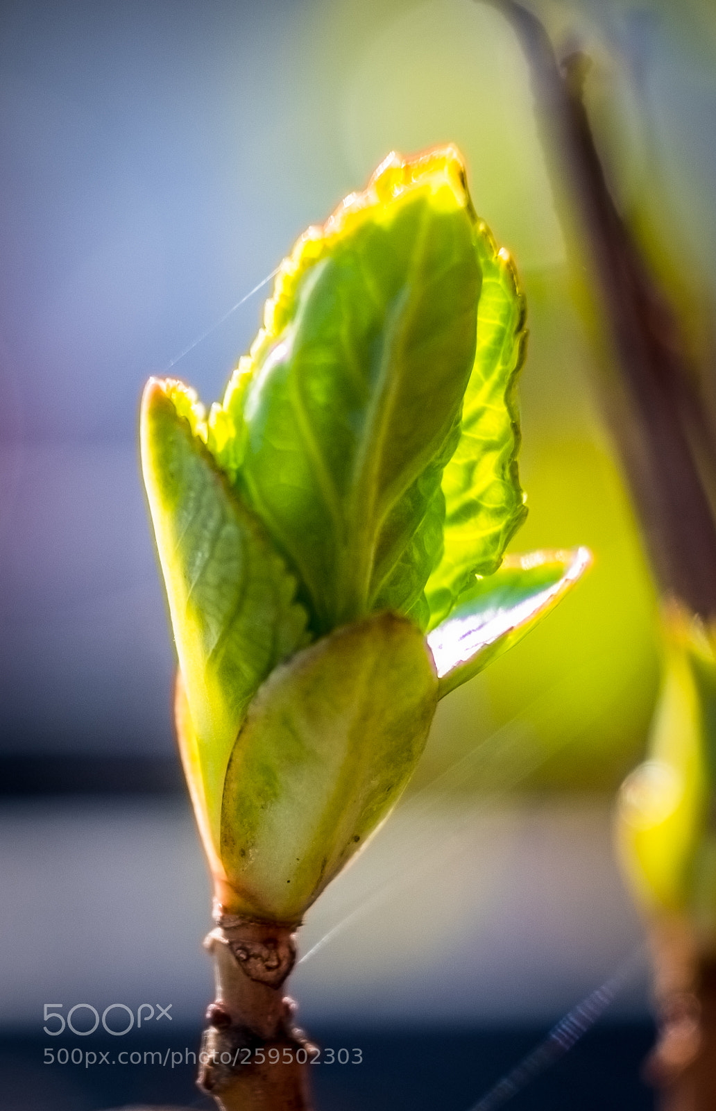 Fujifilm X-T2 sample photo. Dscf photography