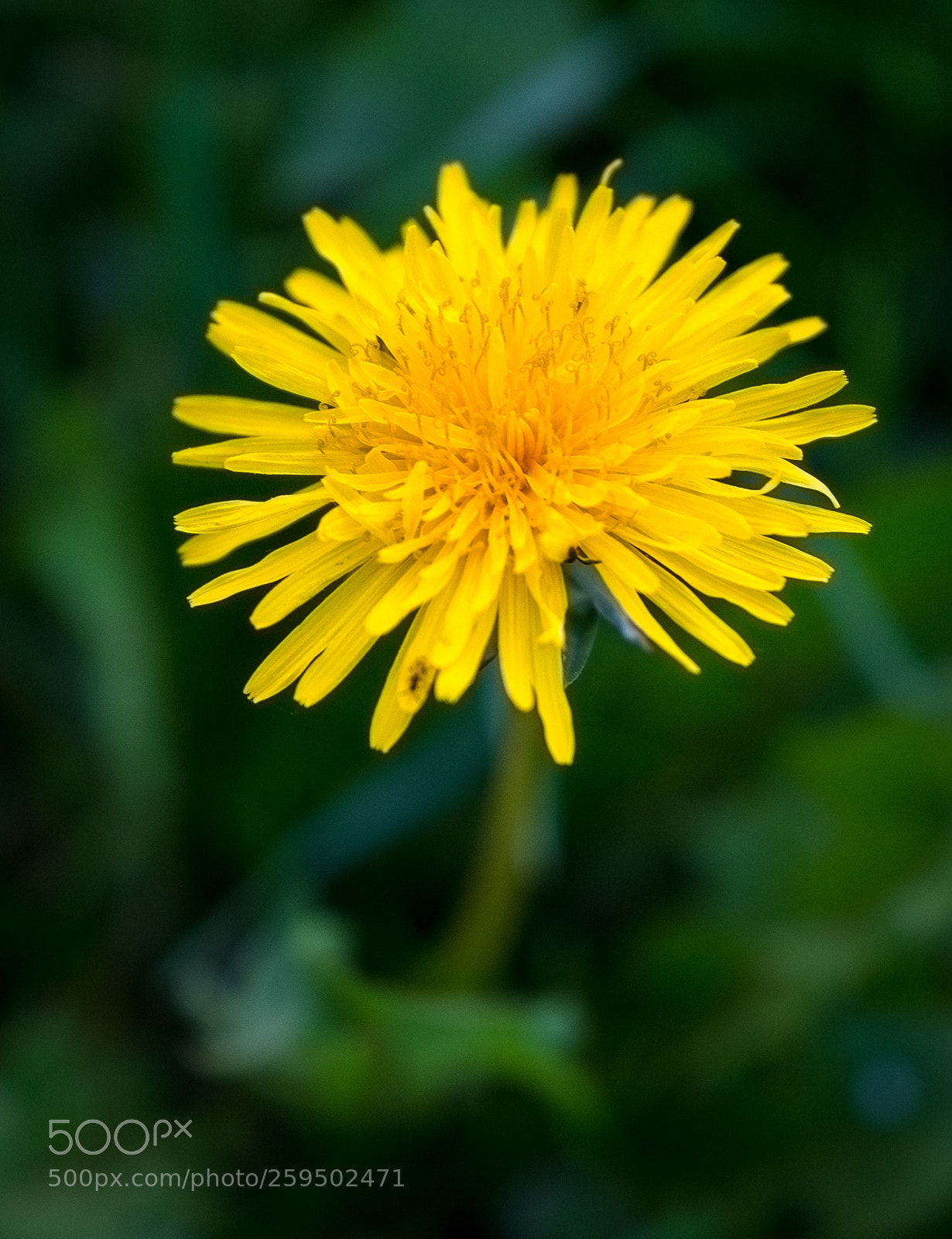 Fujifilm X-T2 sample photo. Dscf photography
