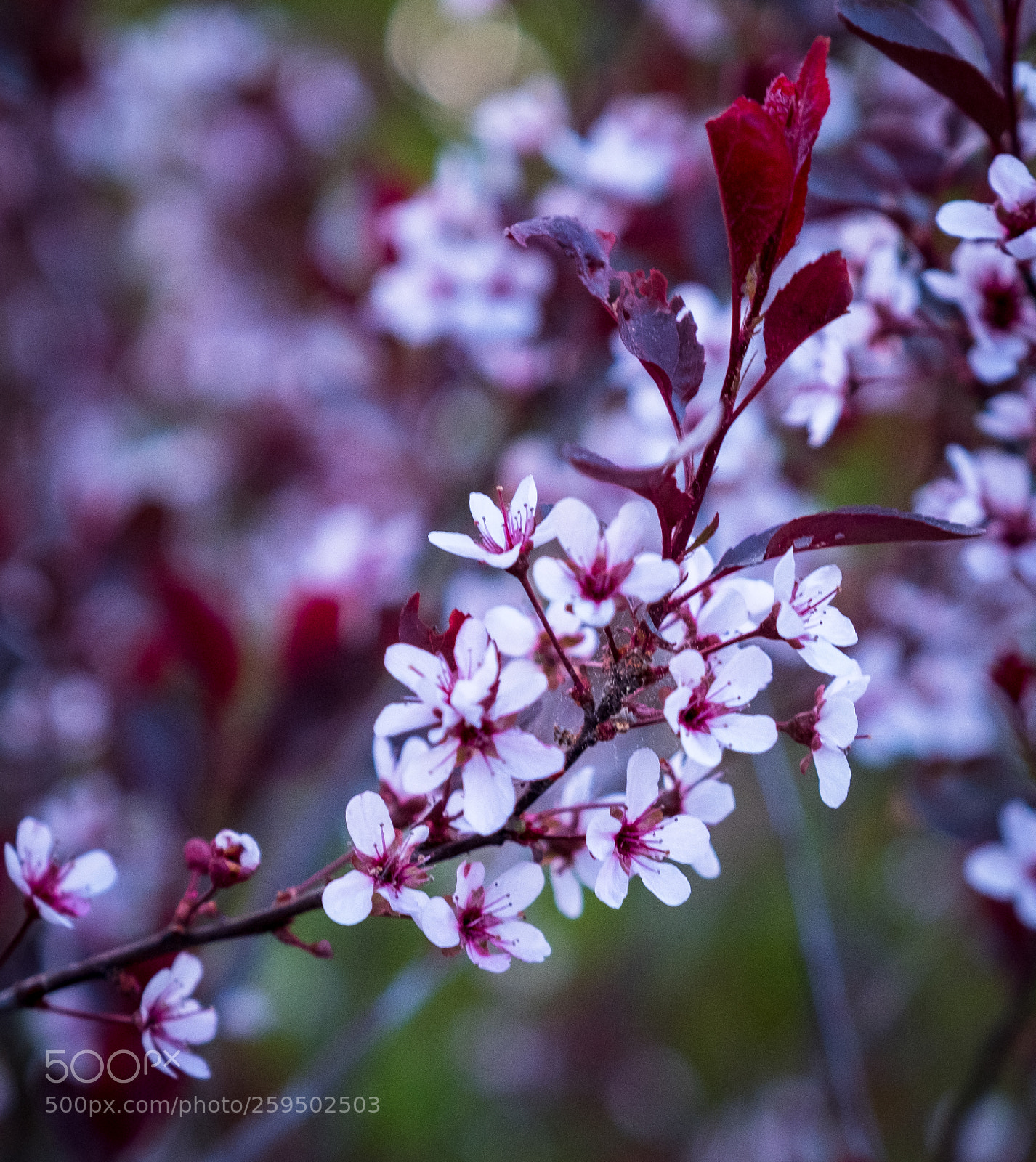 Fujifilm X-T2 sample photo. Dscf photography