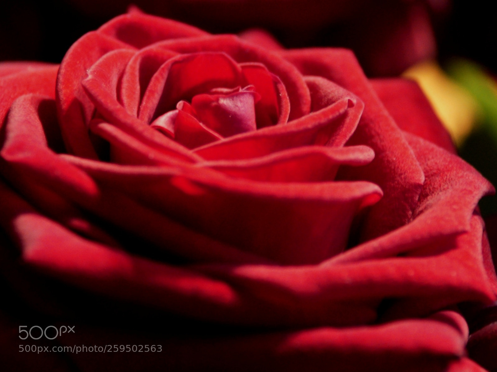 Sony Alpha DSLR-A700 sample photo. • rose • photography