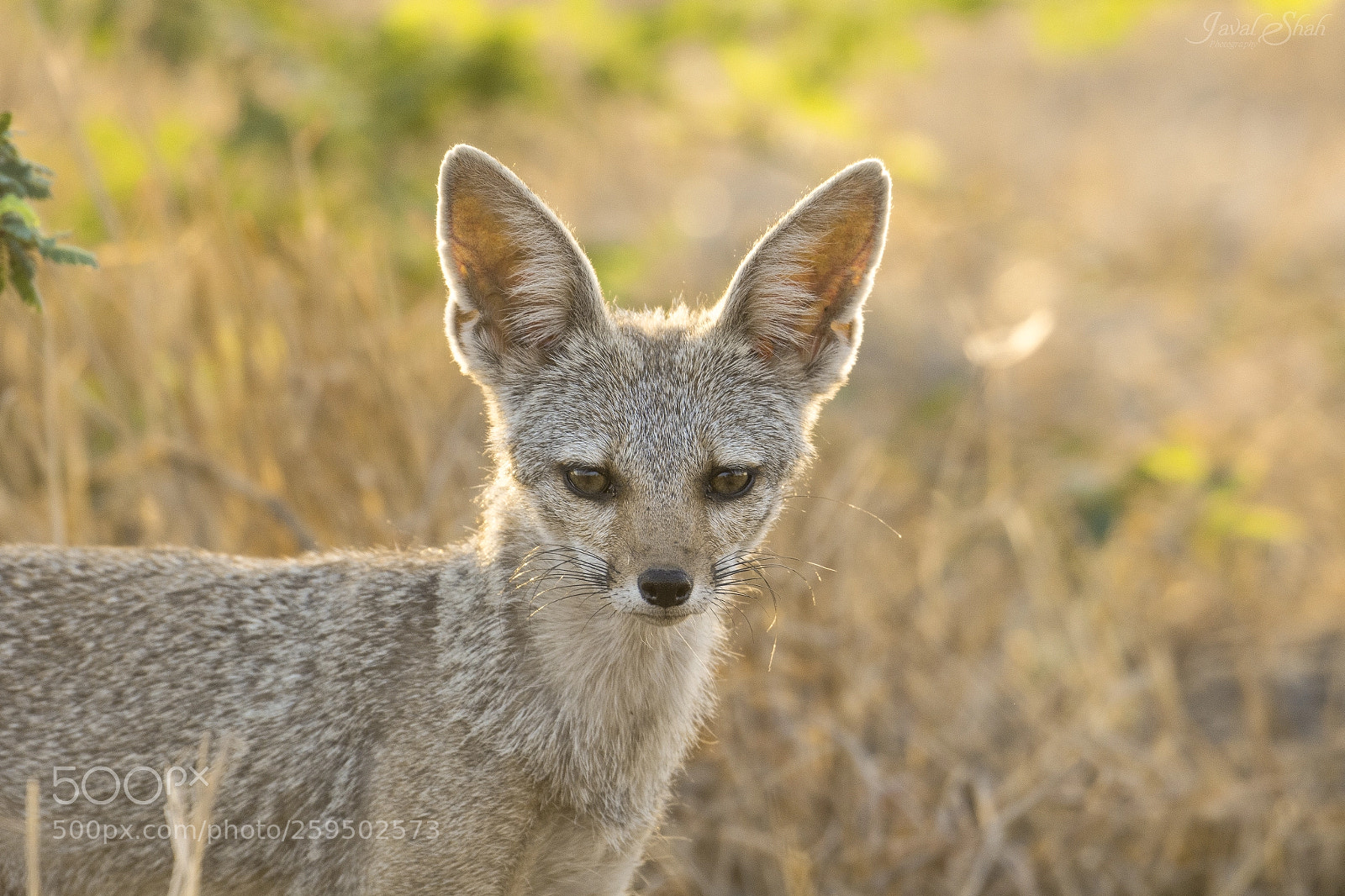 Nikon D7100 sample photo. Indian fox photography