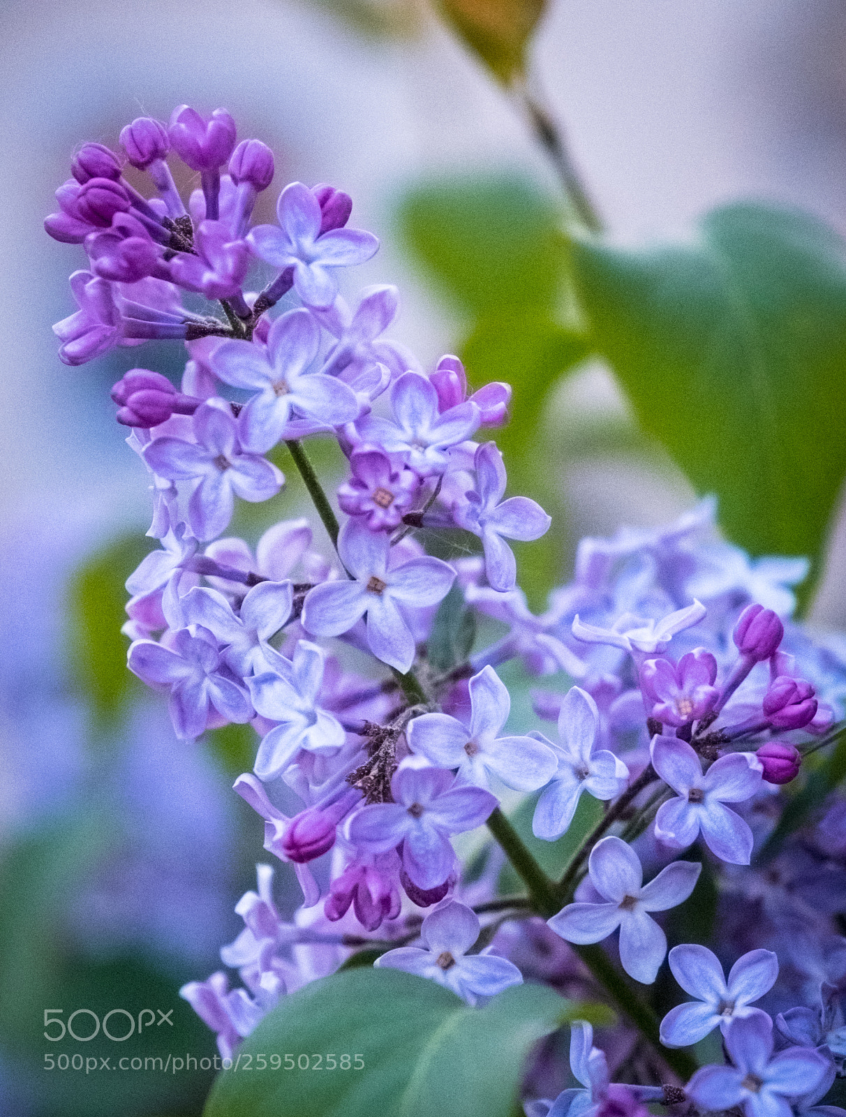 Fujifilm X-T2 sample photo. Dscf photography
