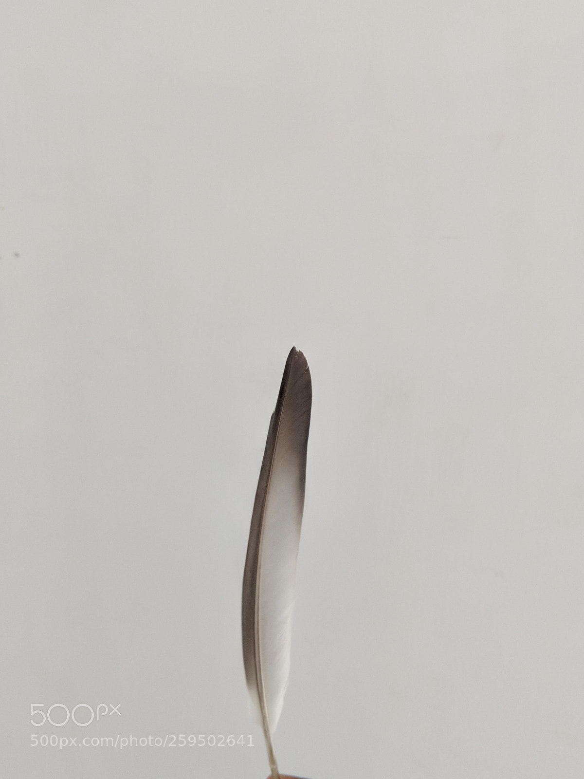 Google Pixel 2 XL sample photo. Simple feather photography
