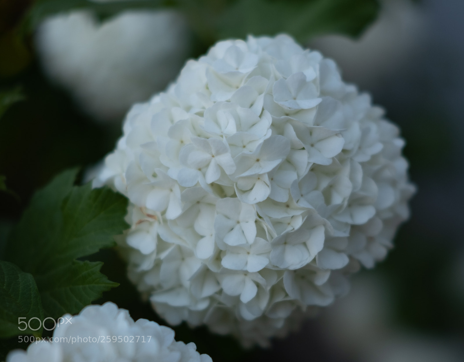 Fujifilm X-T2 sample photo. Dscf photography