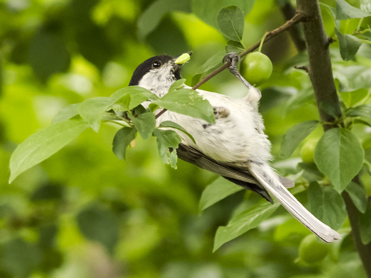 Olympus E-5 sample photo. Marsh tit photography