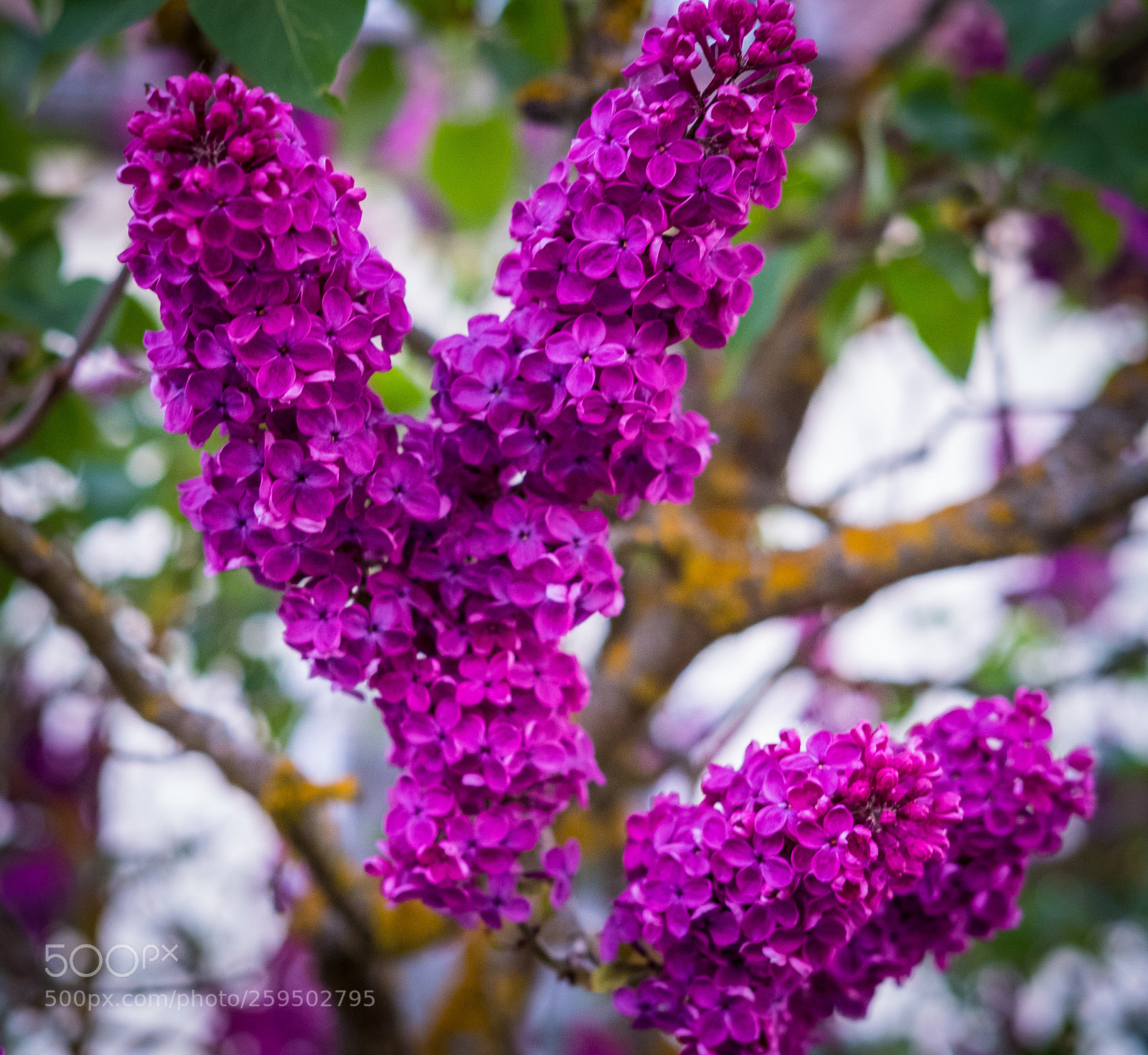 Fujifilm X-T2 sample photo. Dscf photography
