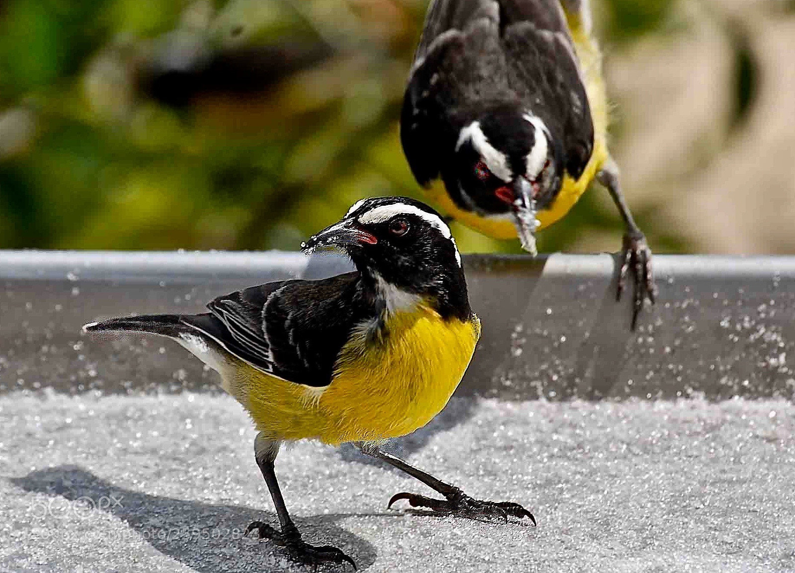 Nikon D50 sample photo. Bananaquit photography