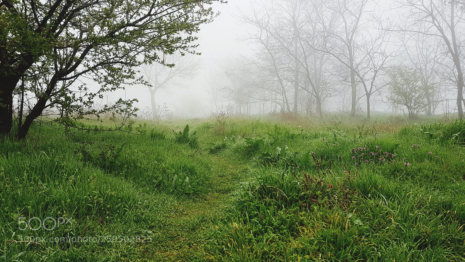 Samsung Galaxy S8 sample photo. Fog photography