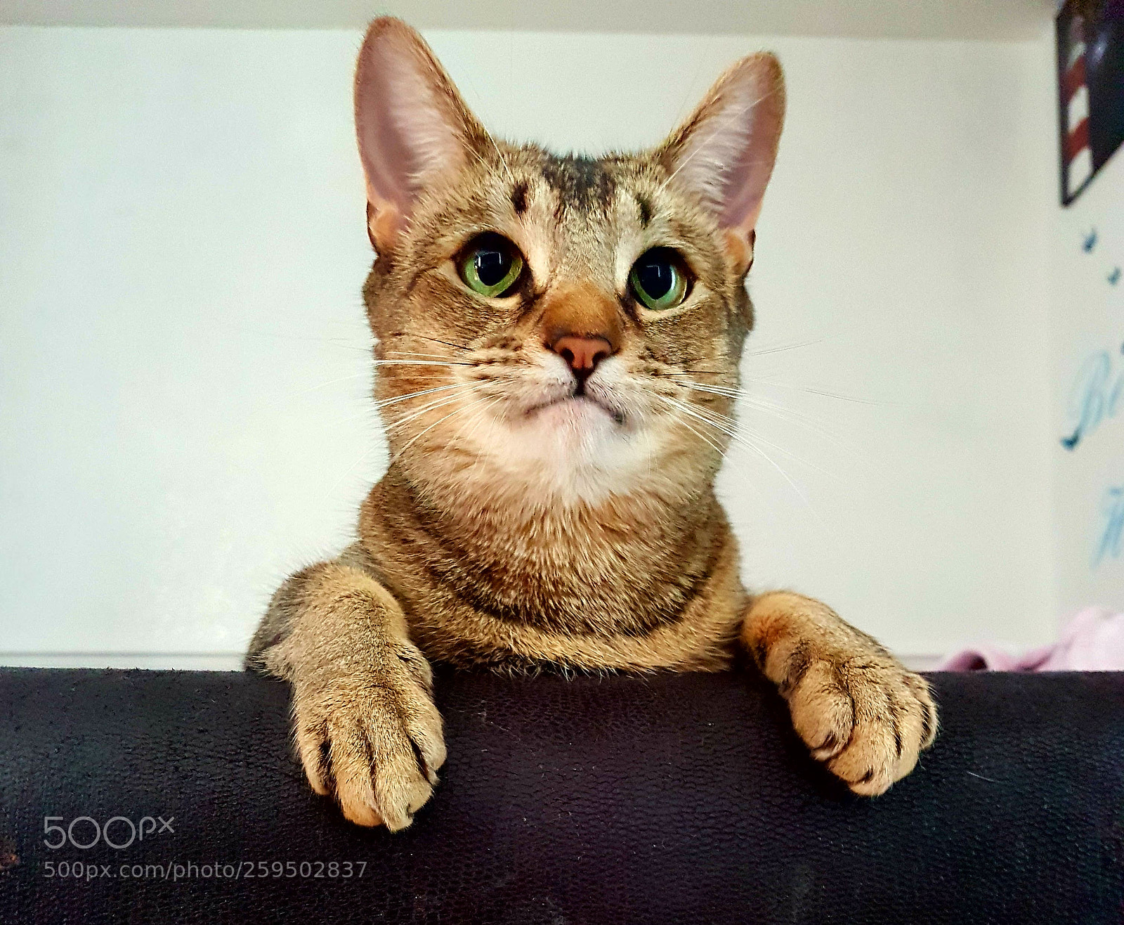 Samsung Galaxy S7 Edge sample photo. 'look at me' photography