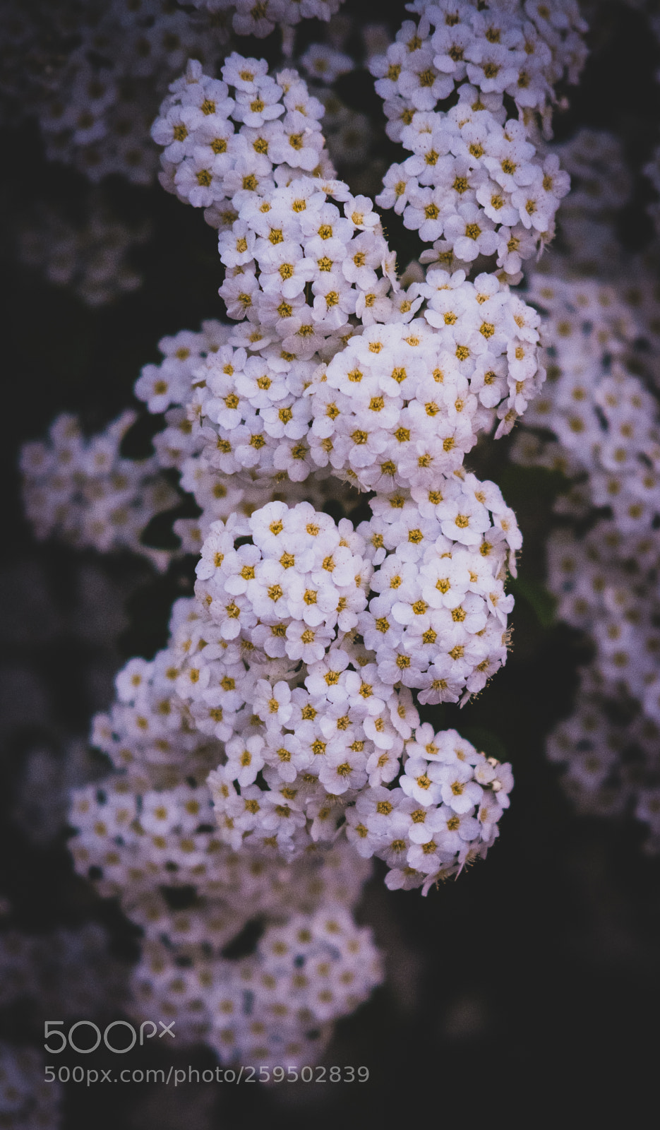 Fujifilm X-T2 sample photo. Dscf photography