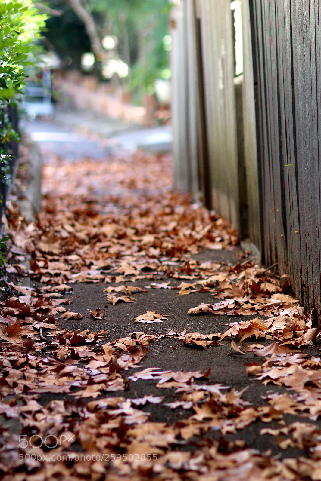 Canon EOS 70D sample photo. Autumn. photography