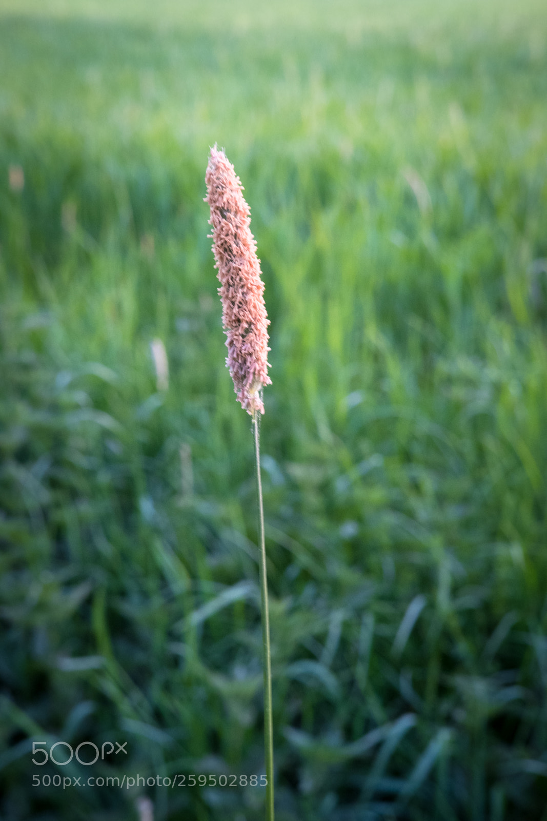 Fujifilm X-T2 sample photo. Dscf photography
