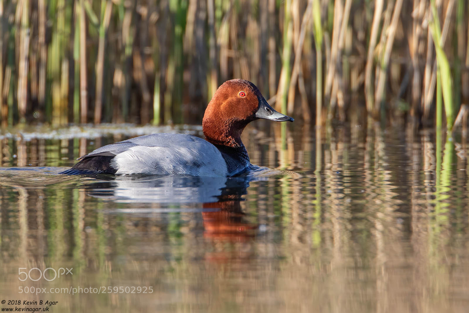 Canon EOS 7D Mark II sample photo. Pochard, aythya ferina photography