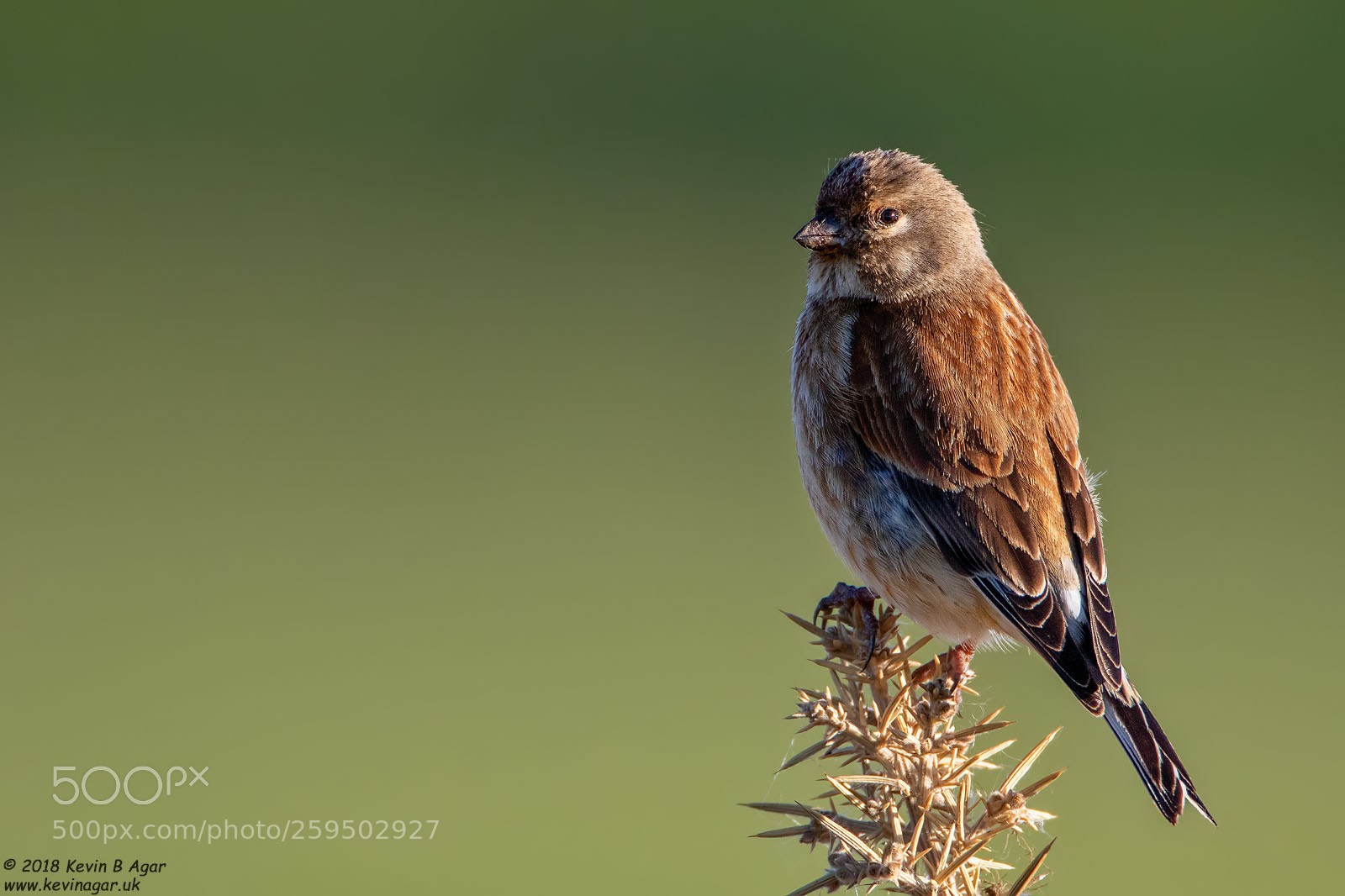 Canon EOS 7D Mark II sample photo. Linnet, carduelis cannabina photography