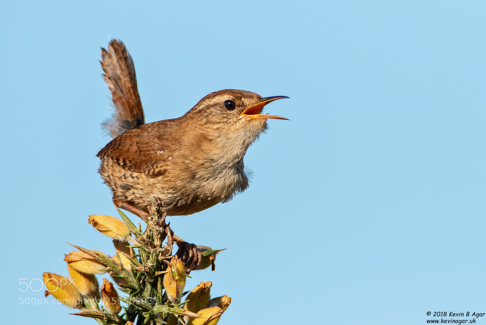Canon EOS 7D Mark II sample photo. Wren, troglodytes troglodytes photography