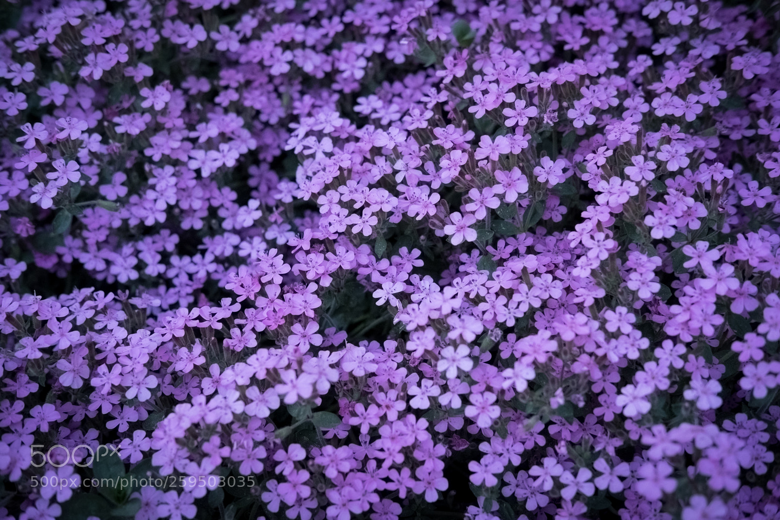 Fujifilm X-T2 sample photo. Dscf photography