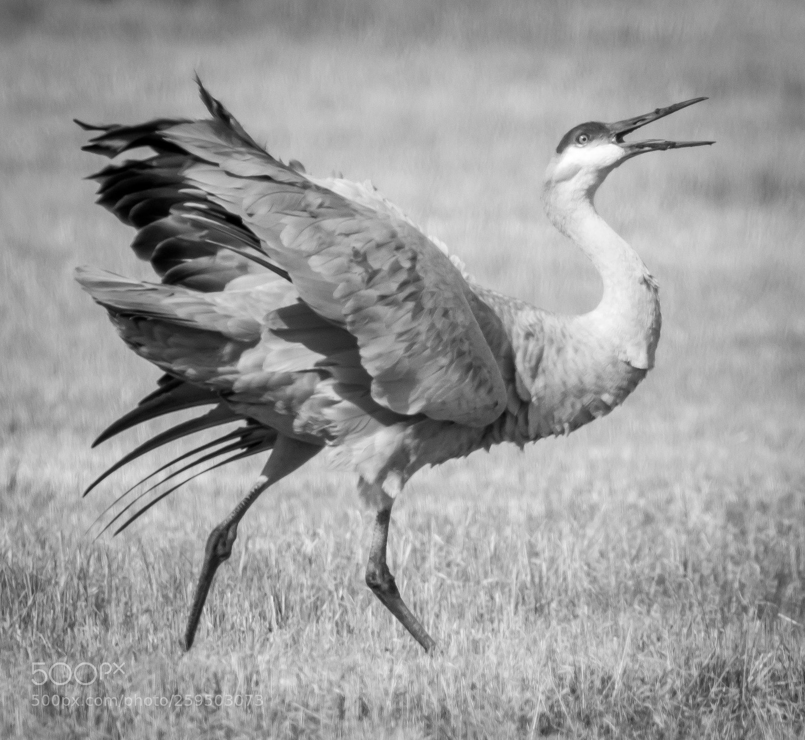 Canon EOS 80D sample photo. Sandhill crane dance photography