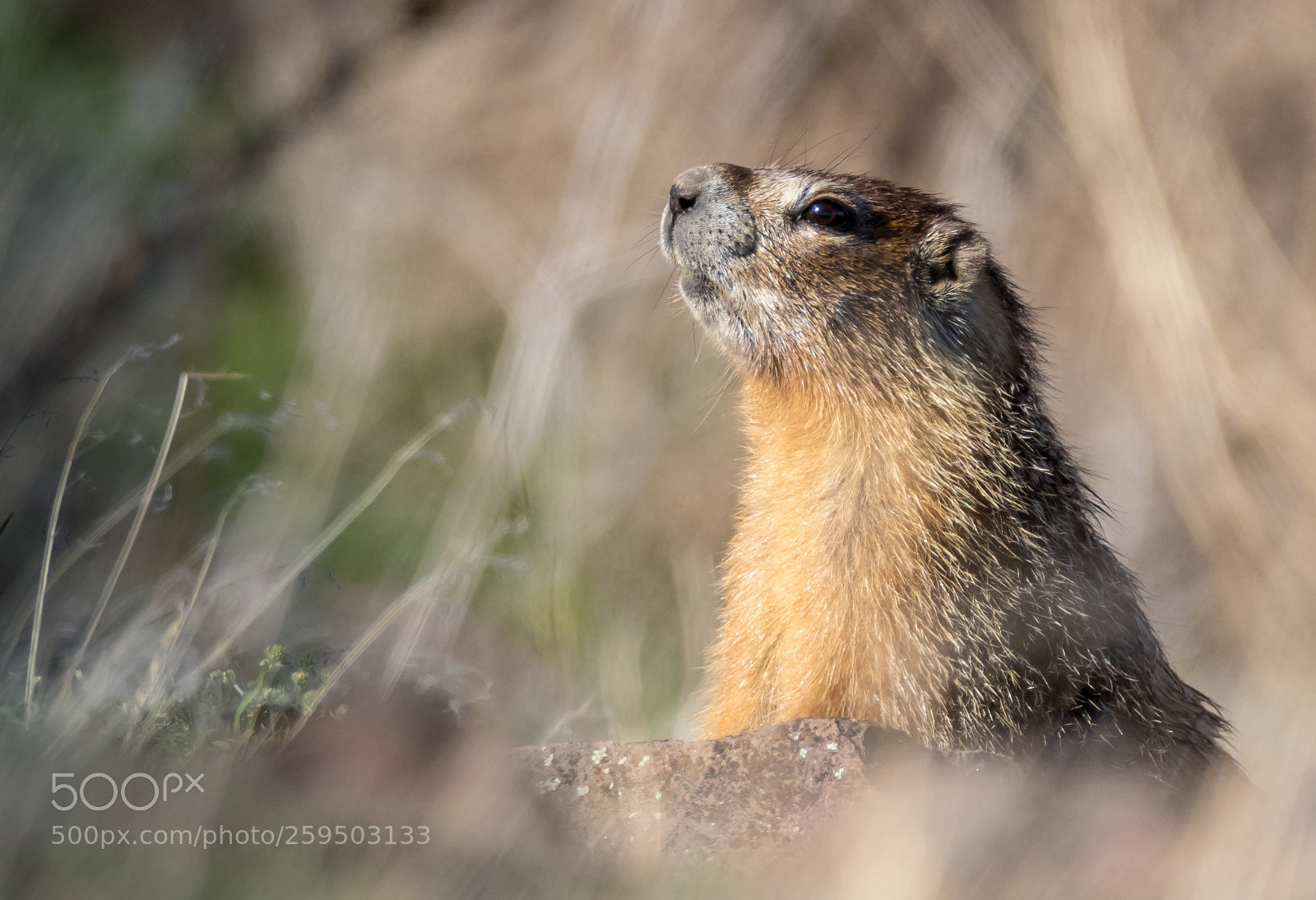 Canon EOS 80D sample photo. Yellow-bellied marmot photography