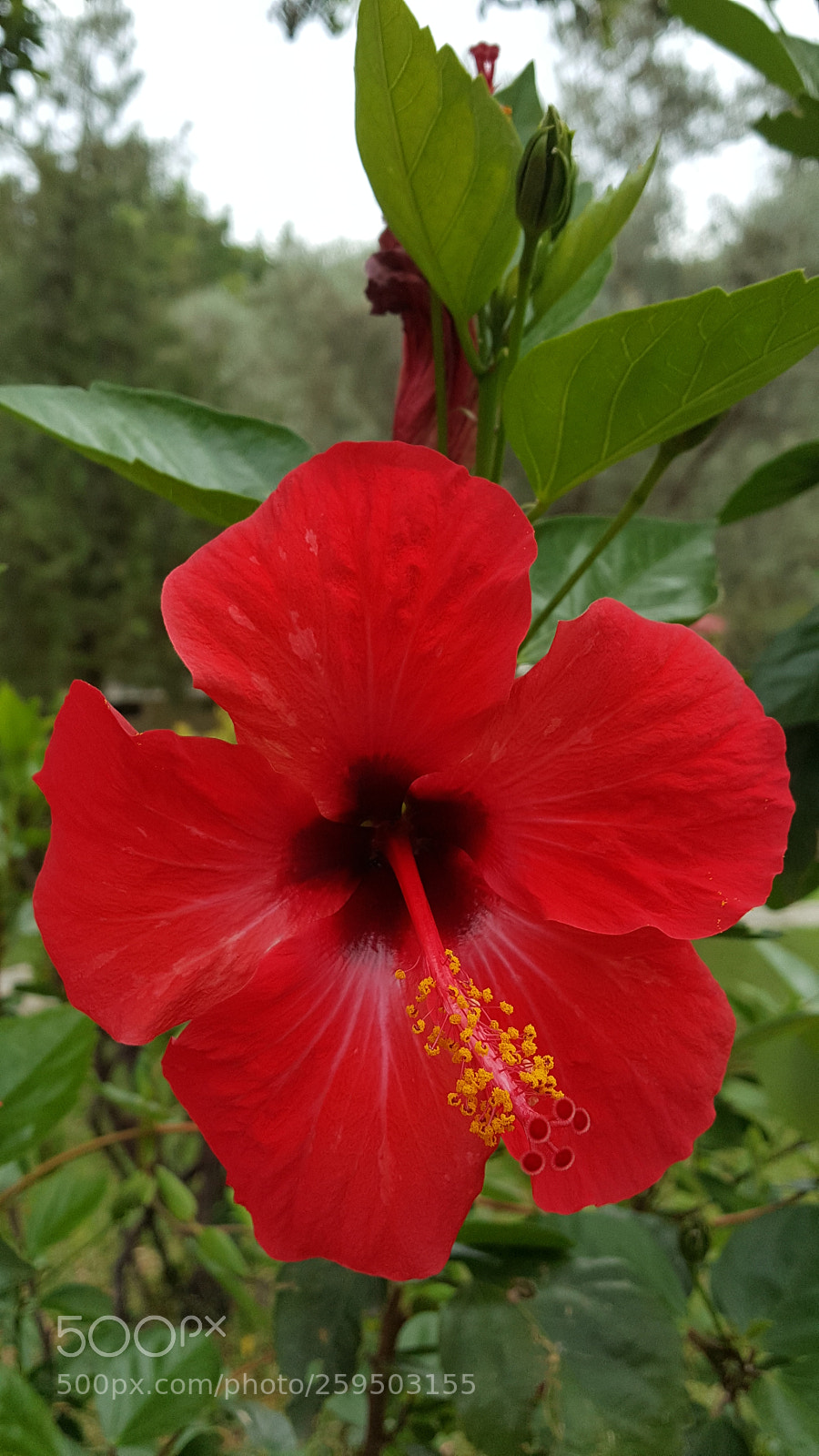 Samsung Galaxy Note5 sample photo. Untitled photography