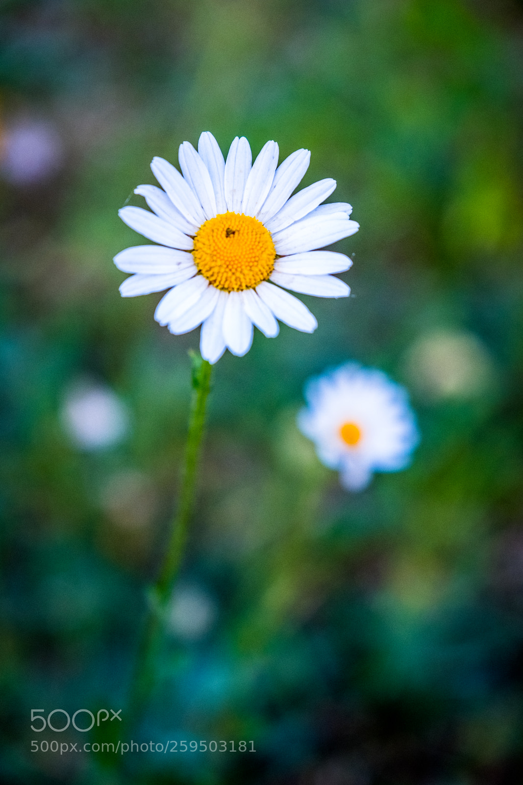 Fujifilm X-T2 sample photo. Dscf photography