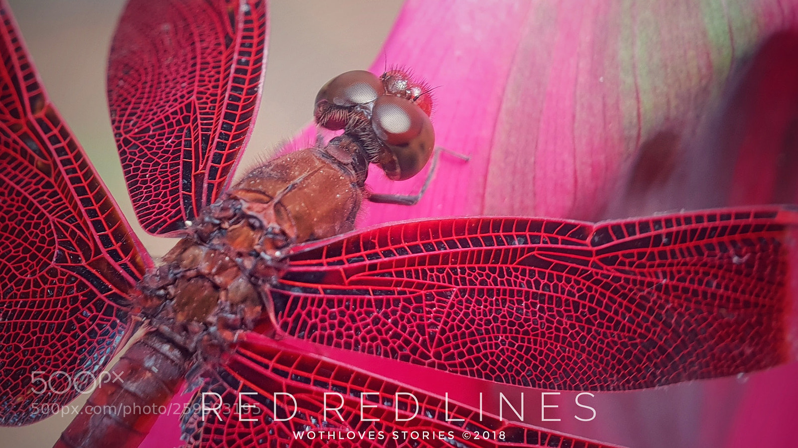 Samsung Galaxy S9+ sample photo. Red red lines photography