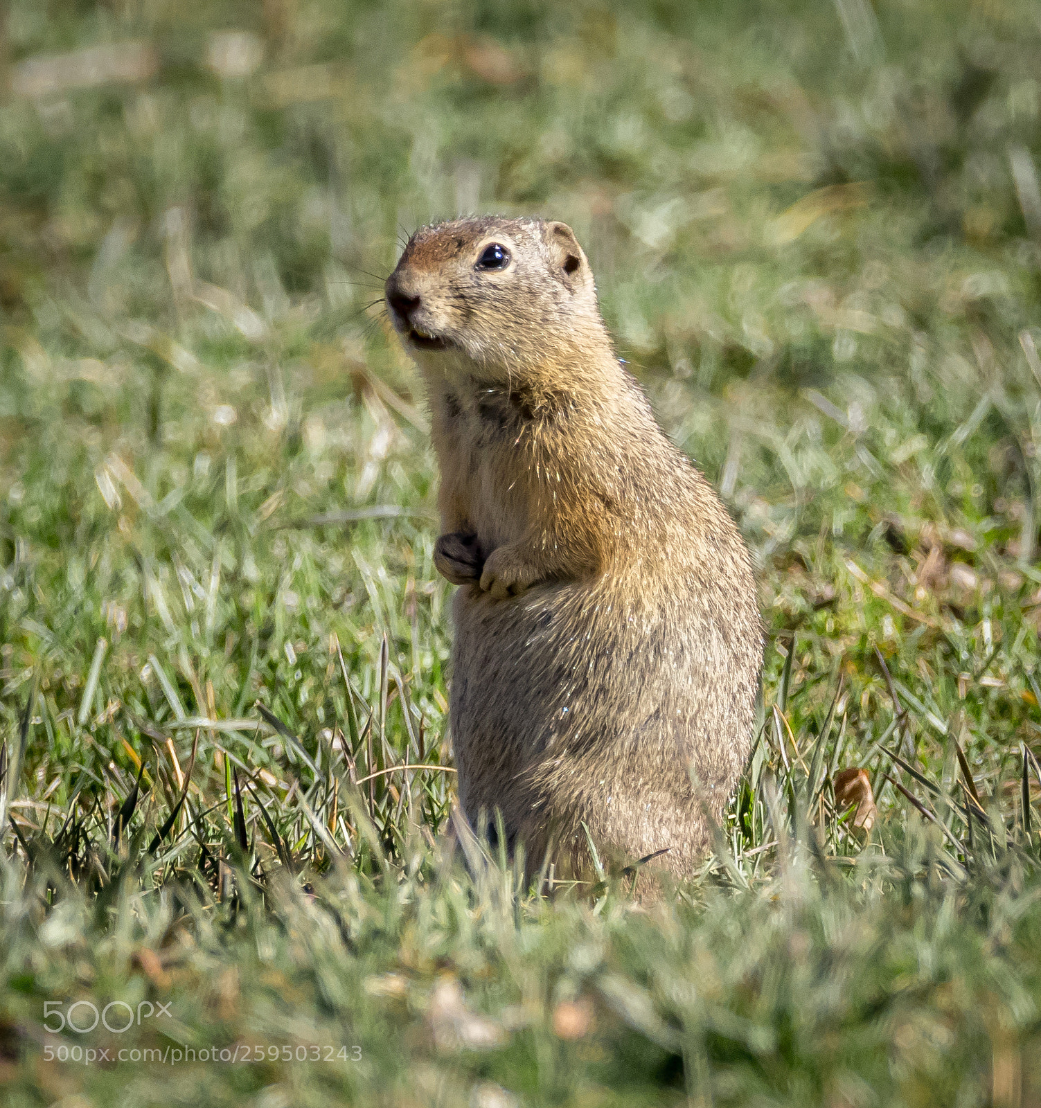 Canon EOS 80D sample photo. Townsends ground squirrel photography