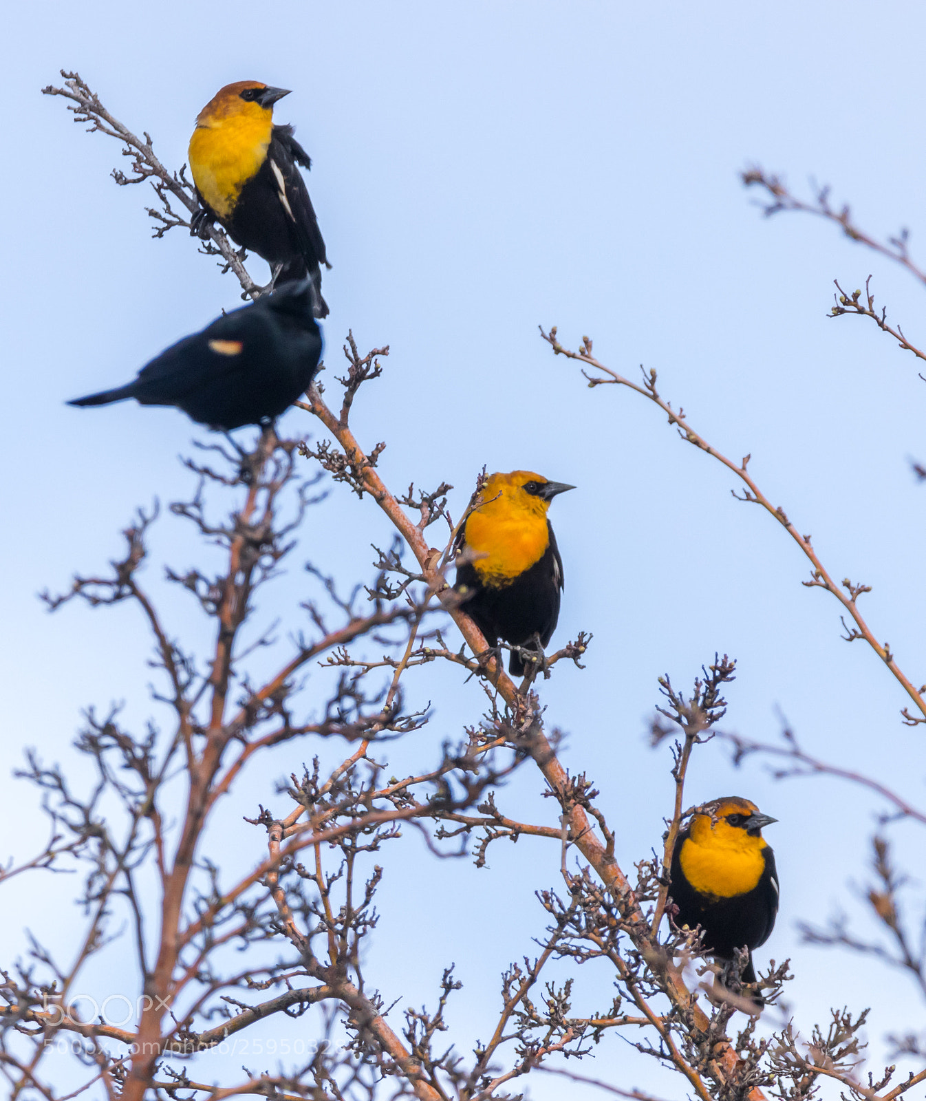 Canon EOS 80D sample photo. Yellow headed blackbirds photography