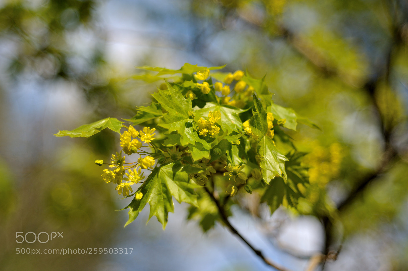 Nikon D700 sample photo. Цветущий май... photography