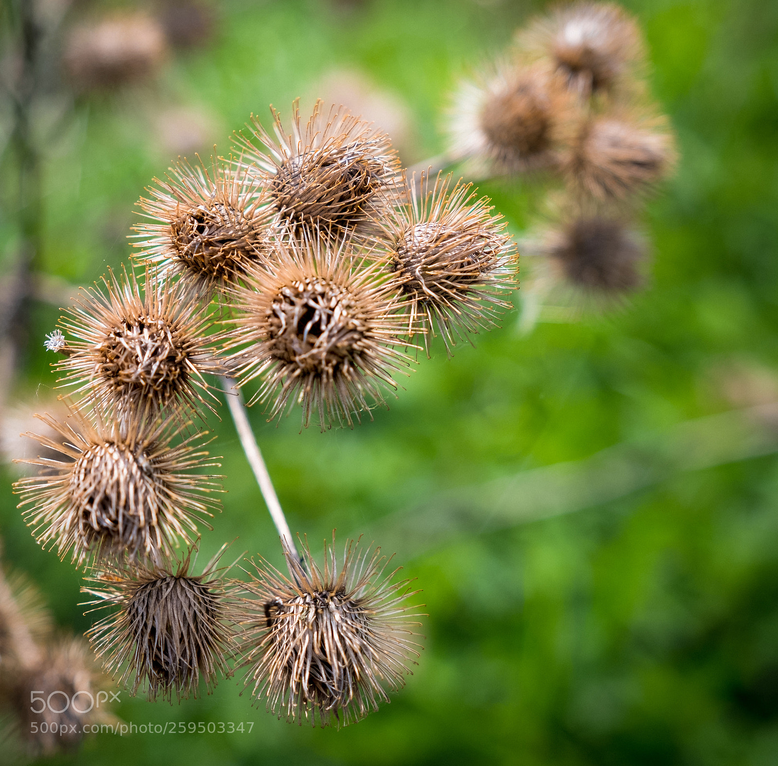 Fujifilm X-T2 sample photo. Dscf photography