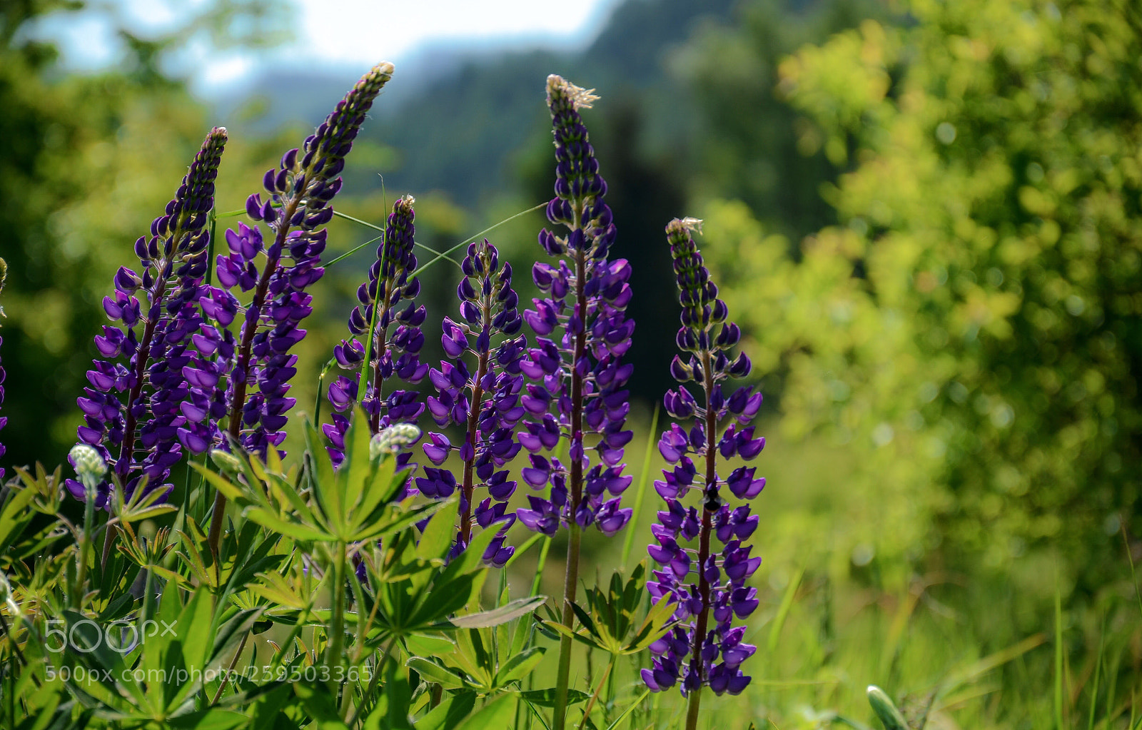 Nikon D7000 sample photo. Lupins photography