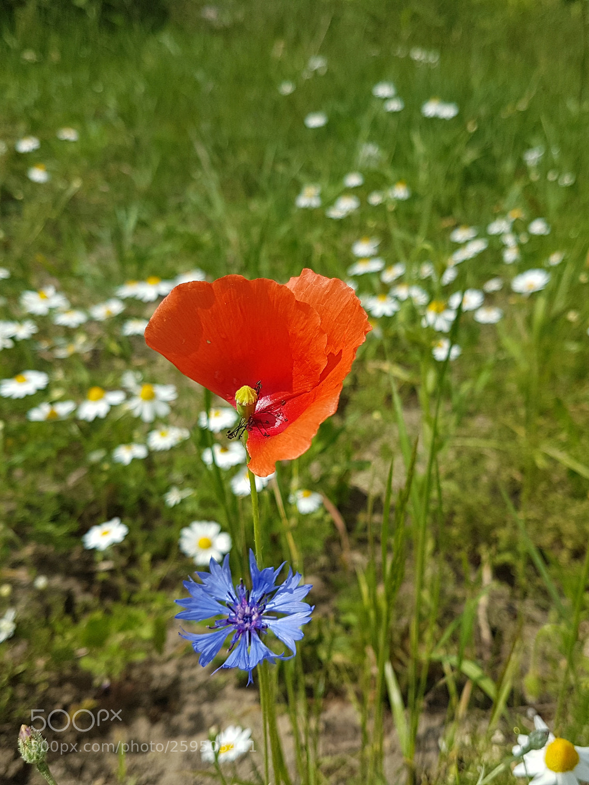 Samsung Galaxy S7 Edge sample photo. Untitled photography