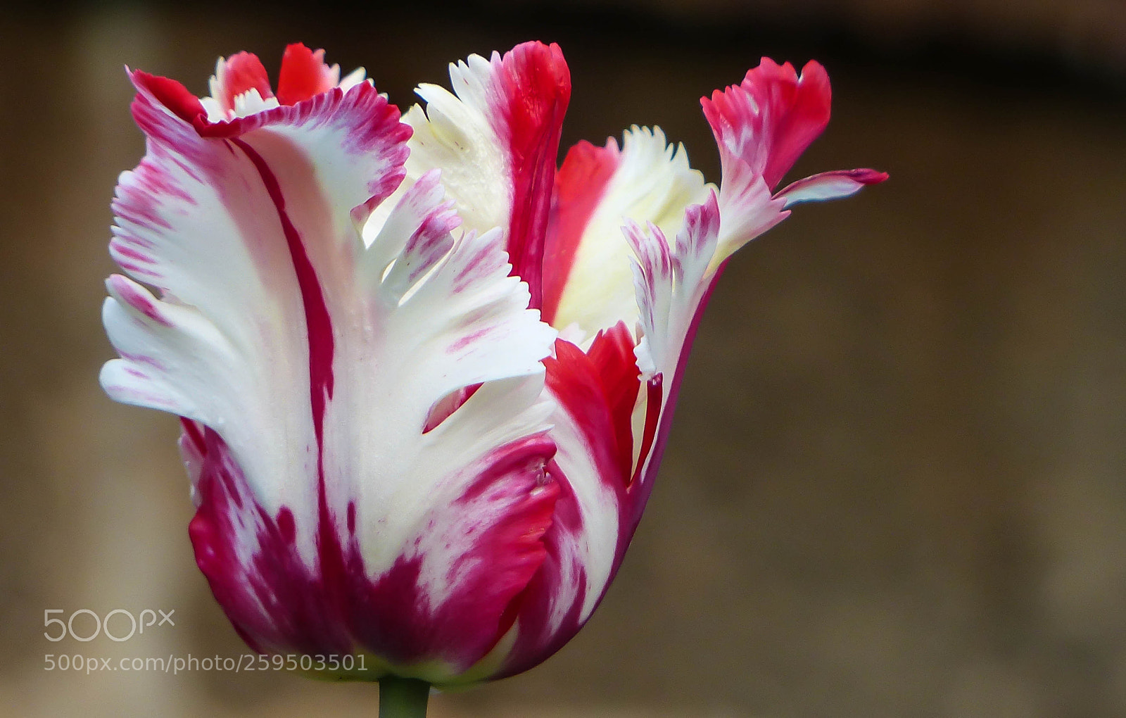 Panasonic Lumix DMC-FZ200 sample photo. The red and the photography