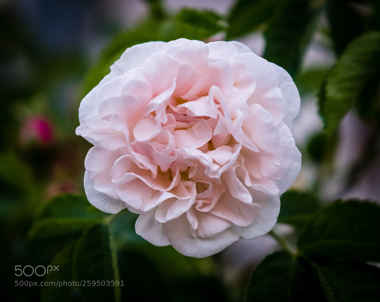 Fujifilm X-T2 sample photo. Dscf photography