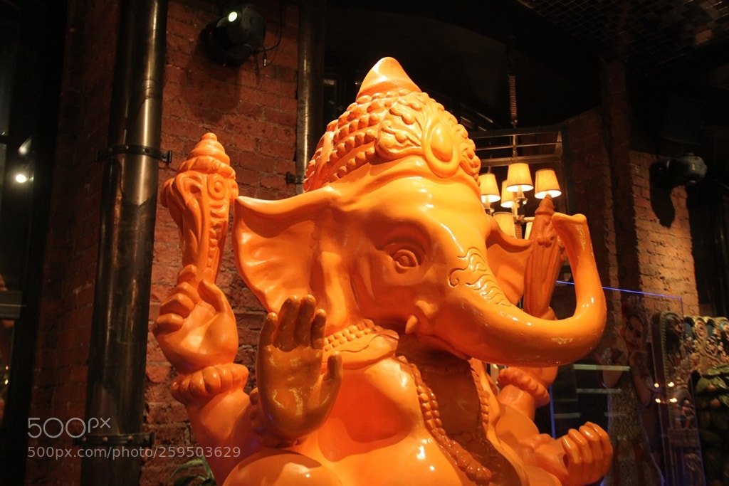 Canon EOS 500D (EOS Rebel T1i / EOS Kiss X3) sample photo. Indian elephant photography