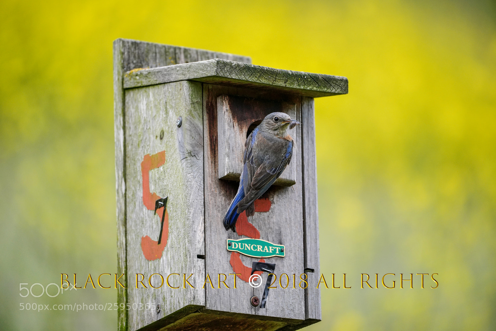 Sony a7R III sample photo. Western bluebird photography