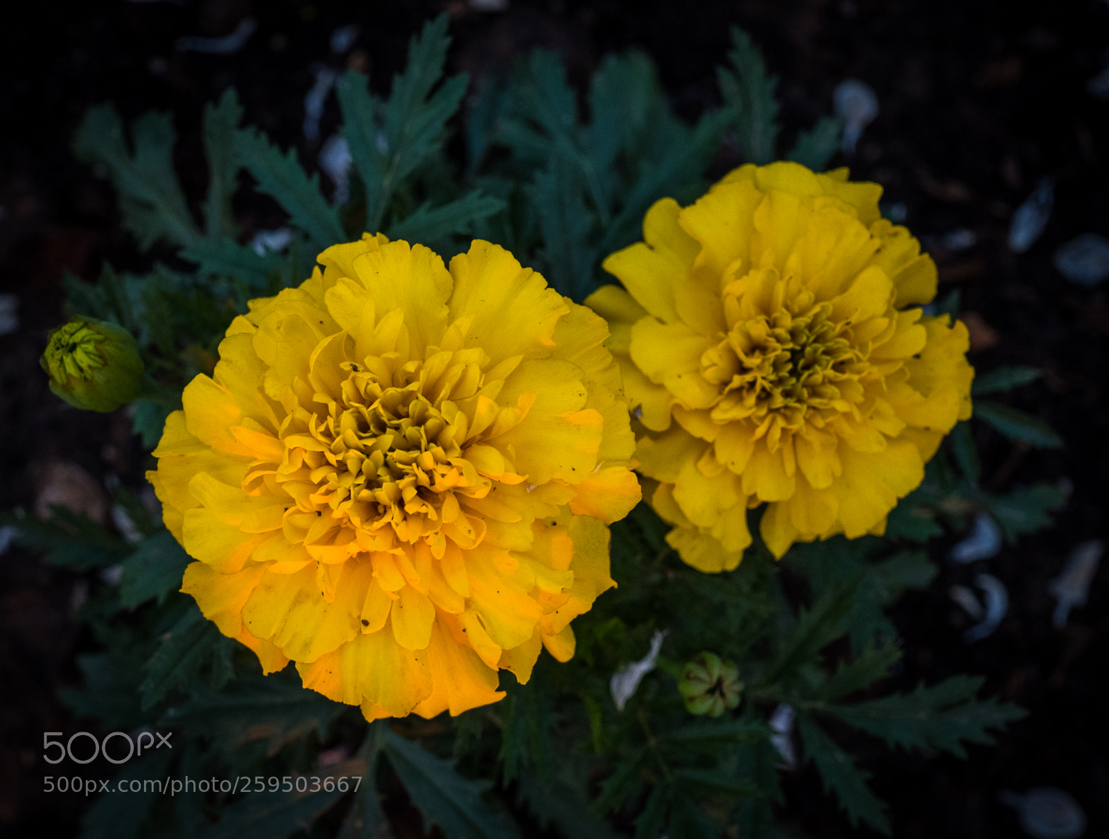 Fujifilm X-T2 sample photo. Dscf photography