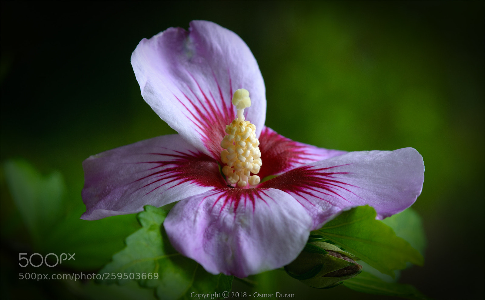 Nikon D300 sample photo. Purple hibiscus photography