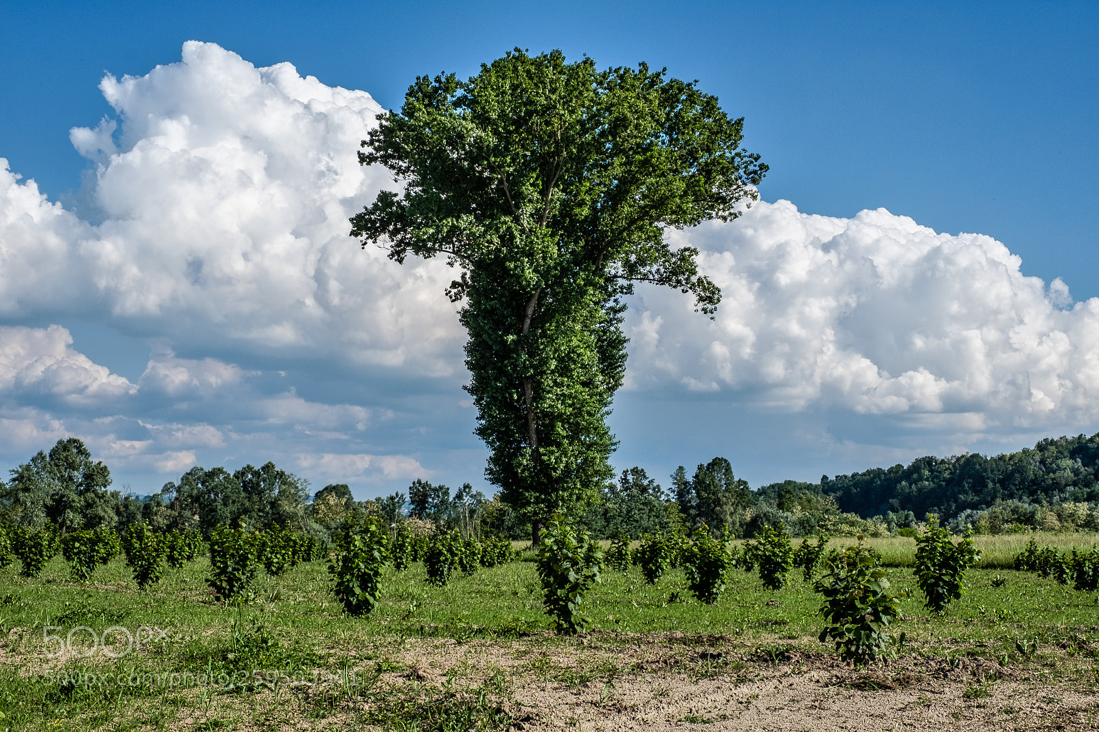 Fujifilm X-T2 sample photo. Il grande padre photography