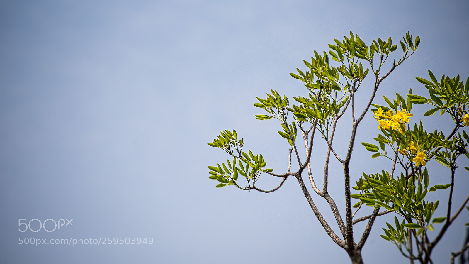Nikon D750 sample photo. Growing & flowering photography