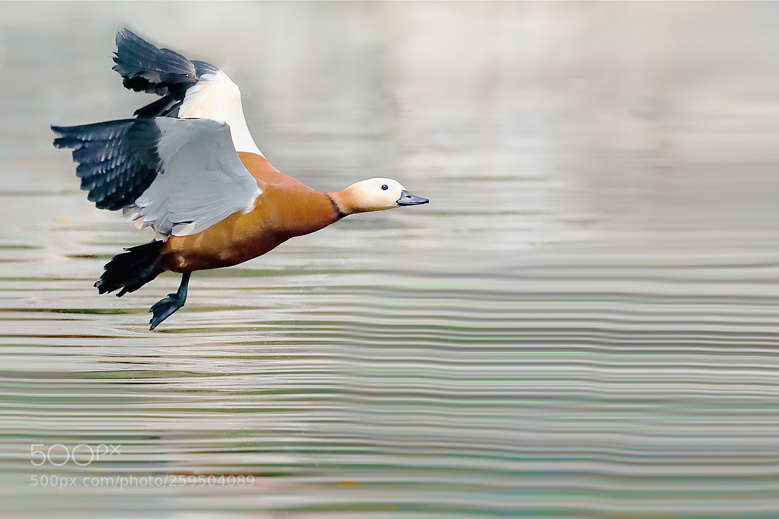 Canon EOS-1D X Mark II sample photo. 赤麻鸭 photography