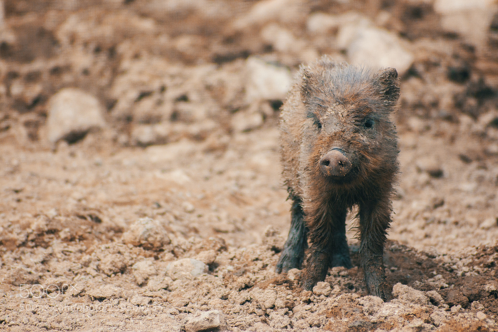 Canon EOS 650D (EOS Rebel T4i / EOS Kiss X6i) sample photo. Muddy piglet photography