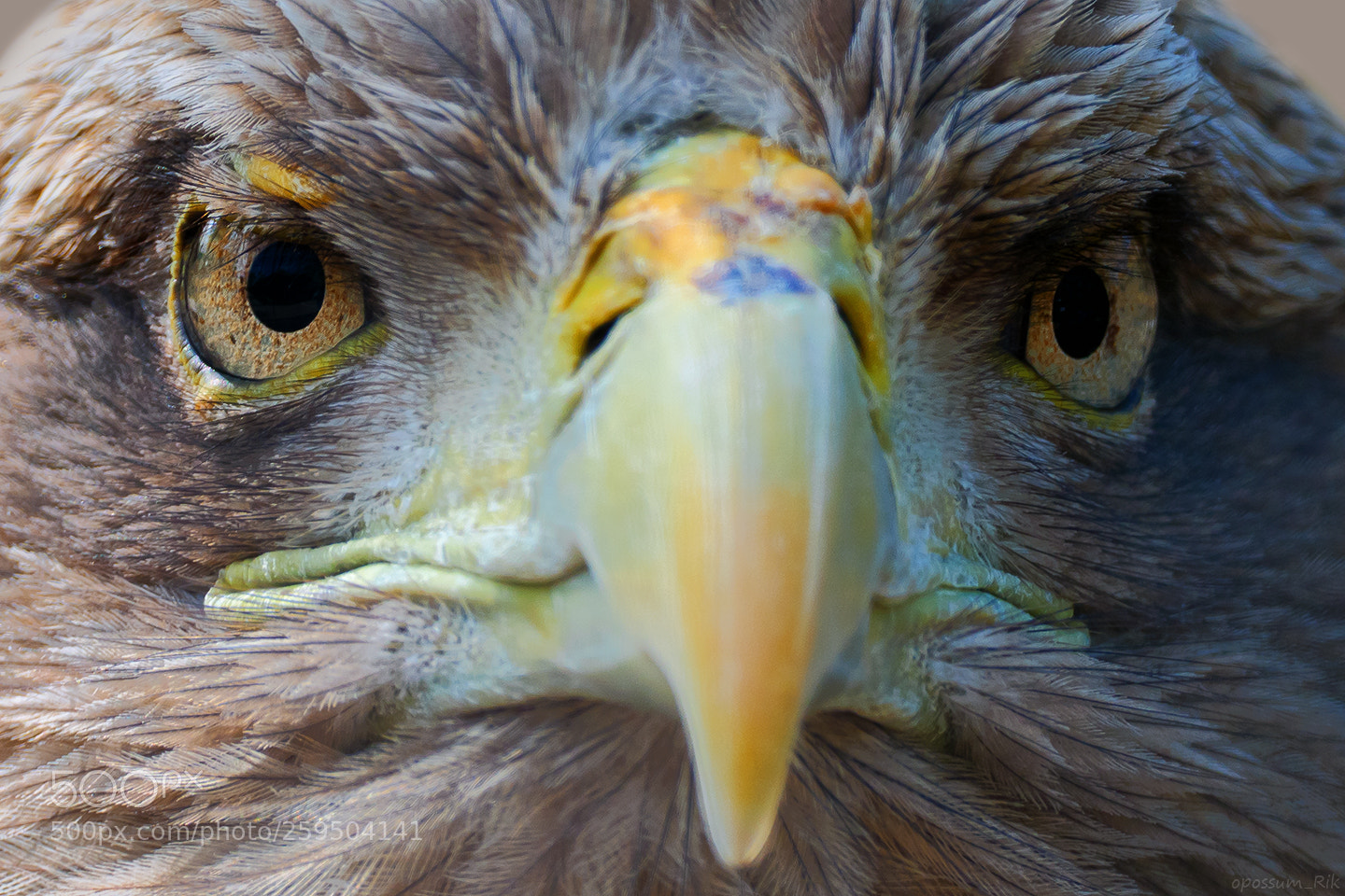 Panasonic Lumix DMC-FZ1000 sample photo. Eagle photography
