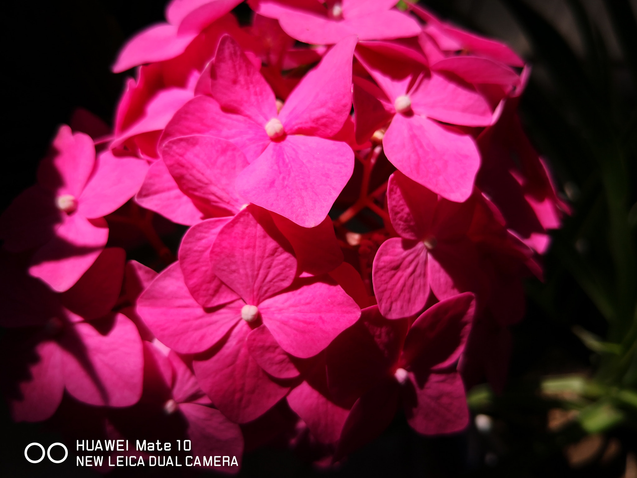 HUAWEI Mate 10 sample photo