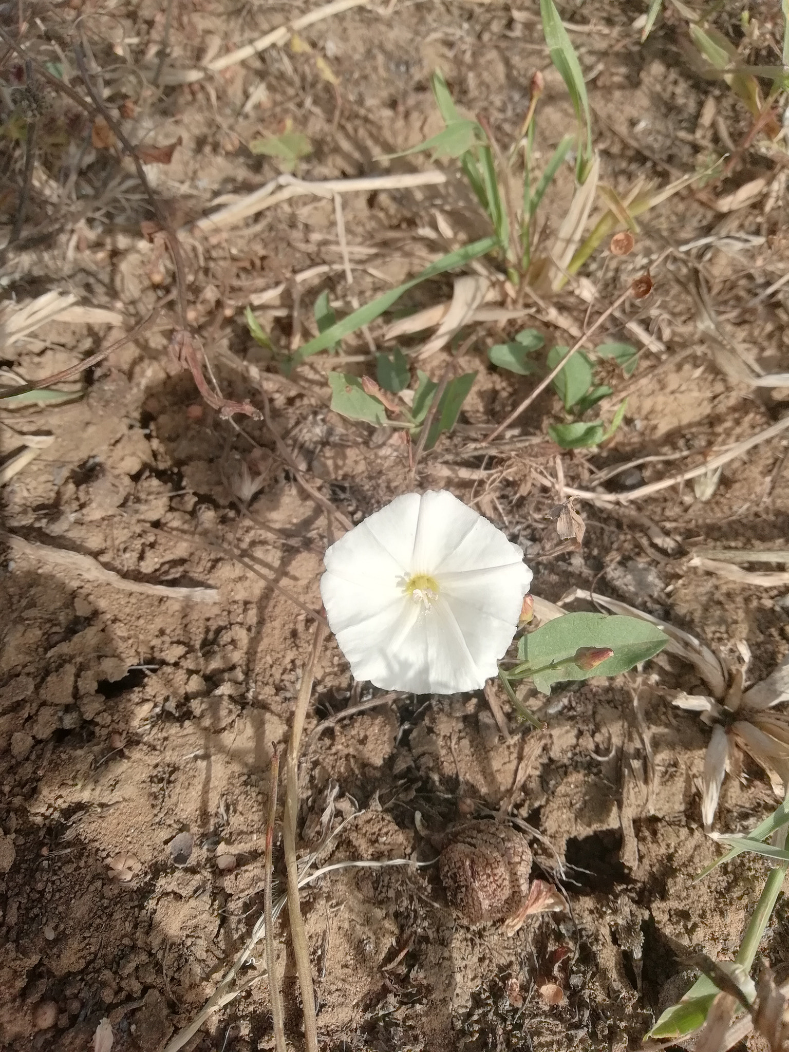 HUAWEI P SMART sample photo