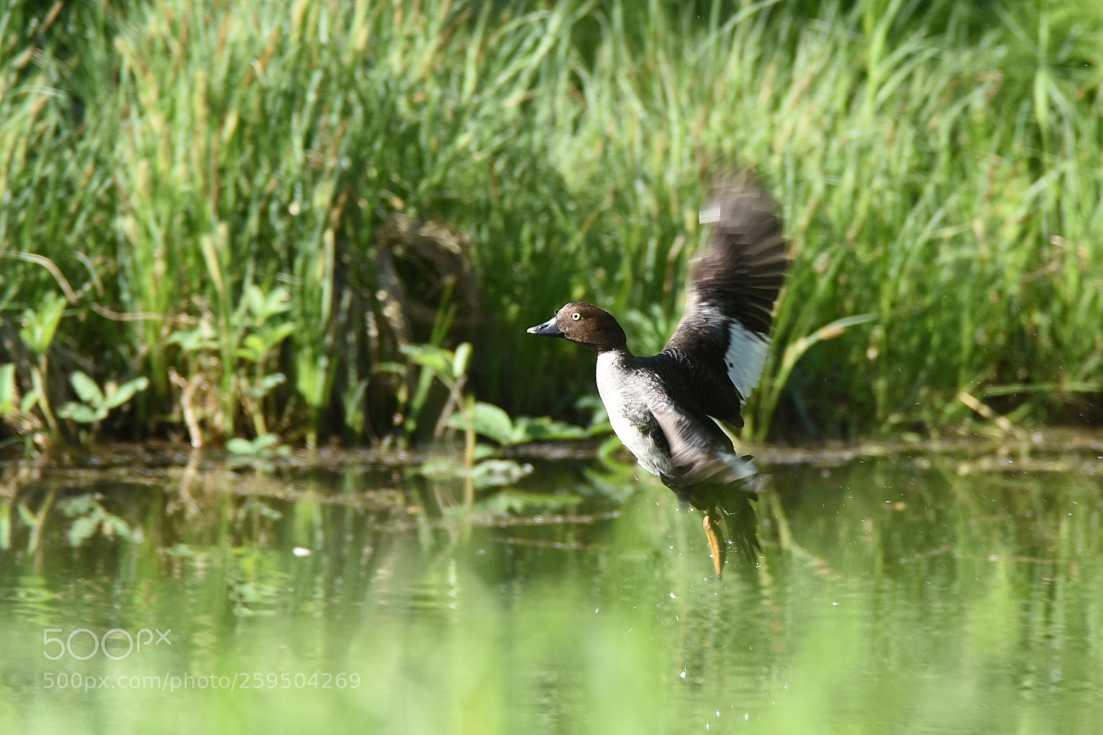 Nikon D750 sample photo. Common goldeneye photography