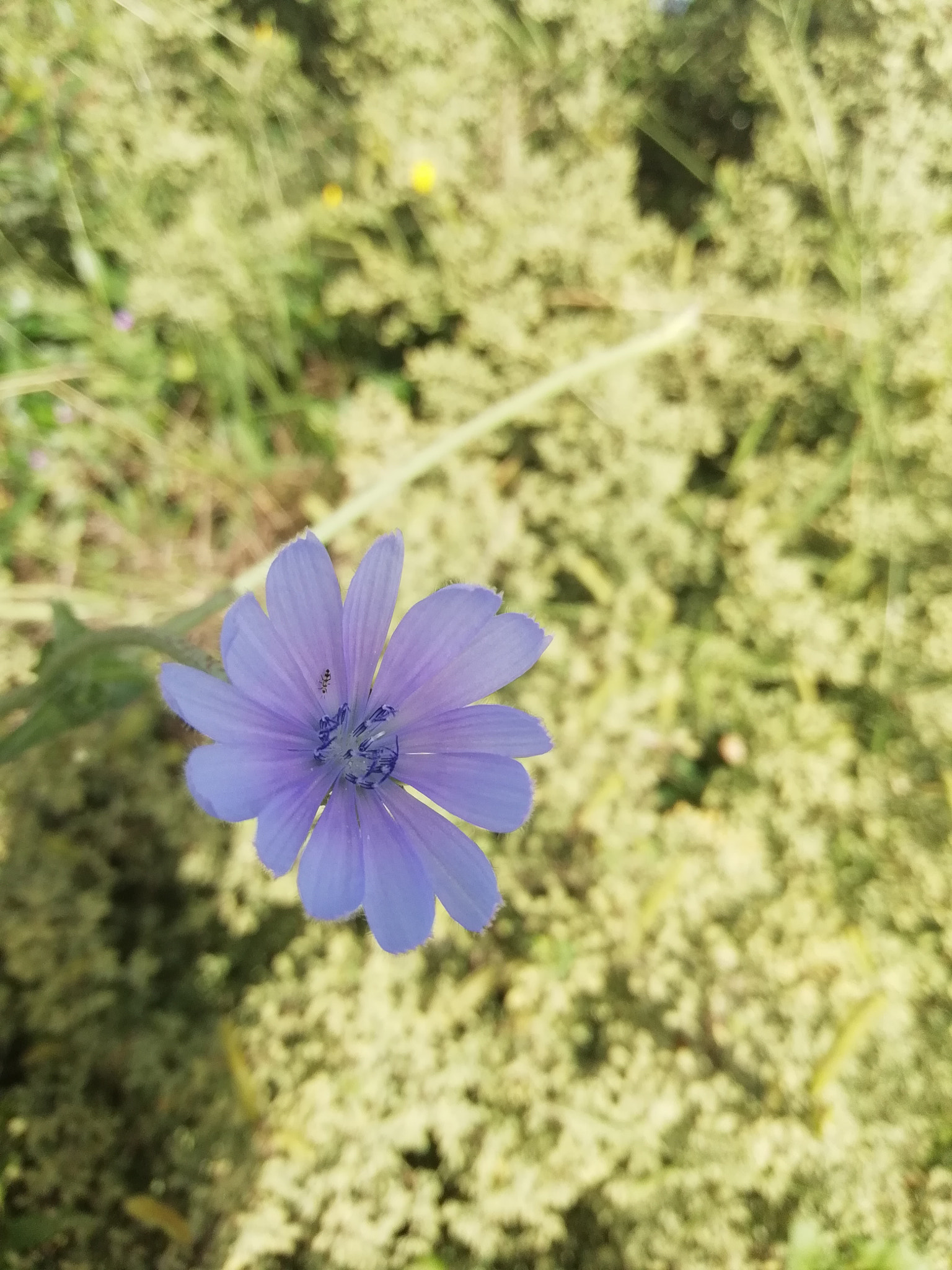 HUAWEI P SMART sample photo