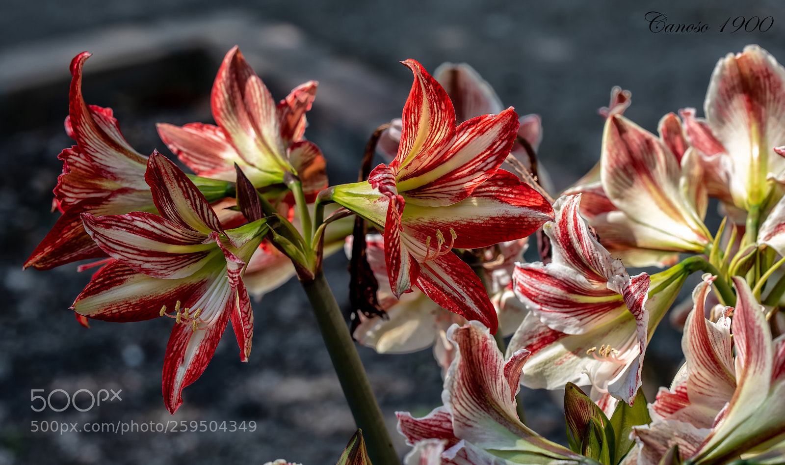 Nikon D810 sample photo. Primavera photography